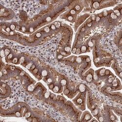 Invitrogen FMO4 Polyclonal Antibody 100 &mu;L; Unconjugated:Antibodies,