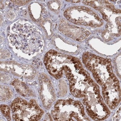 Invitrogen FMO4 Polyclonal Antibody 100 &mu;L; Unconjugated:Antibodies,