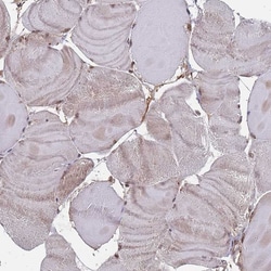 Invitrogen FMO4 Polyclonal Antibody 100 &mu;L; Unconjugated:Antibodies,