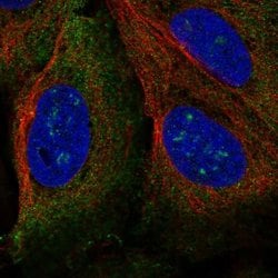 Invitrogen TRIM61 Polyclonal Antibody 100 &mu;L; Unconjugated:Antibodies,