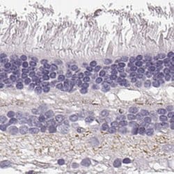 Invitrogen SLC1A7 Polyclonal Antibody 100 &mu;L; Unconjugated:Antibodies,