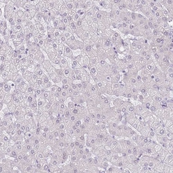 Invitrogen RPL3L Polyclonal Antibody 100 &mu;L; Unconjugated:Antibodies,
