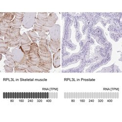 Invitrogen RPL3L Polyclonal Antibody 100 &mu;L; Unconjugated:Antibodies,
