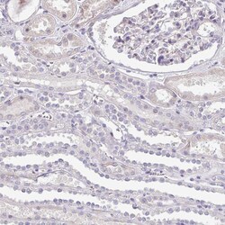 Invitrogen DPF1 Polyclonal Antibody 100 μL; Unconjugated:Antibodies,