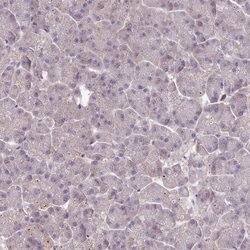 Invitrogen DPF1 Polyclonal Antibody 100 μL; Unconjugated:Antibodies,