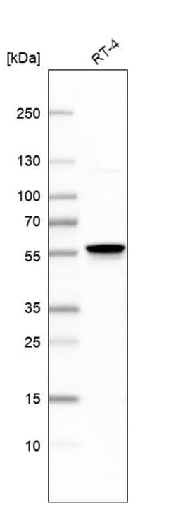 Invitrogen DPF1 Polyclonal Antibody 100 &mu;L | Buy Online | Invitrogen&trade; | Fisher Scientific