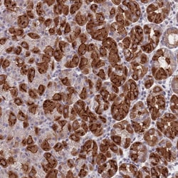 Invitrogen PEX7 Polyclonal Antibody 100 &mu;L; Unconjugated:Antibodies,