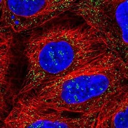 Invitrogen PEX14 Polyclonal Antibody 100 &mu;L; Unconjugated:Antibodies,