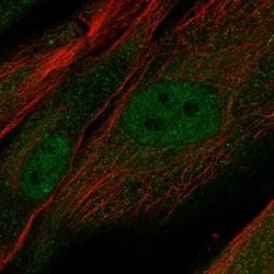 Invitrogen PRR16 Polyclonal Antibody 100 &mu;L; Unconjugated:Antibodies,