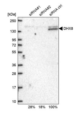 Invitrogen DHX8 Polyclonal Antibody 100 &mu;L; Unconjugated:Antibodies,
