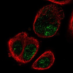 Invitrogen SLC16A9 Polyclonal Antibody 100 &mu;L; Unconjugated:Antibodies,