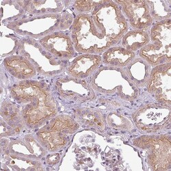 Invitrogen SLC16A9 Polyclonal Antibody 100 &mu;L; Unconjugated:Antibodies,