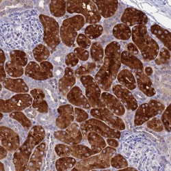 Invitrogen OR1S1/OR1S2 Polyclonal Antibody 100 &mu;L; Unconjugated:Antibodies,