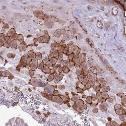 Invitrogen WDR90 Polyclonal Antibody 100 &mu;L; Unconjugated:Antibodies,