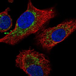 Invitrogen IDH3B Polyclonal Antibody 100 &mu;L; Unconjugated:Antibodies,