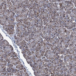 Invitrogen IDH3B Polyclonal Antibody 100 &mu;L; Unconjugated:Antibodies,
