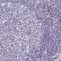 Invitrogen FKBP2 Polyclonal Antibody 100 &mu;L; Unconjugated:Antibodies,