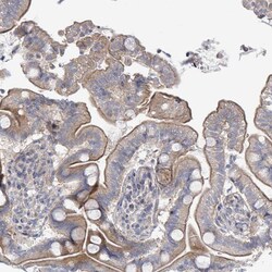 Invitrogen LILRA4 Polyclonal Antibody 100 &mu;L; Unconjugated:Antibodies,