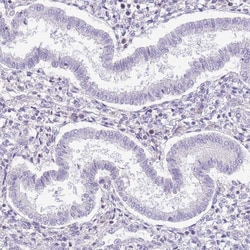 Invitrogen MIDN Polyclonal Antibody 100 &mu;L; Unconjugated:Antibodies,