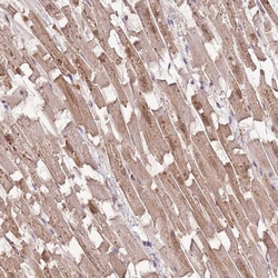 Invitrogen MIDN Polyclonal Antibody 100 &mu;L; Unconjugated:Antibodies,