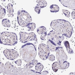 Invitrogen MIDN Polyclonal Antibody 100 &mu;L; Unconjugated:Antibodies,