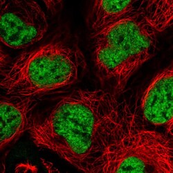 Invitrogen SF3A2 Polyclonal Antibody 100 &mu;L; Unconjugated:Antibodies,