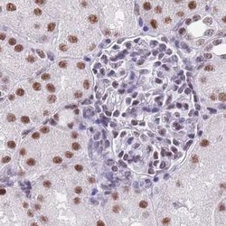 Invitrogen SF3A2 Polyclonal Antibody 100 &mu;L; Unconjugated:Antibodies,