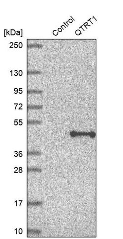 Invitrogen QTRT1 Polyclonal Antibody 100 &mu;L | Buy Online | Invitrogen&trade; | Fisher Scientific