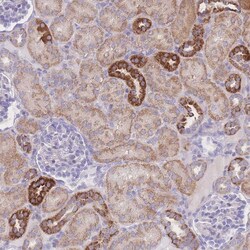 Invitrogen NBEAL1 Polyclonal Antibody 100 &mu;L; Unconjugated:Antibodies,