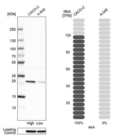 Invitrogen Adenylate Kinase 4 Polyclonal Antibody 100 &mu;L; Unconjugated:Antibodies,