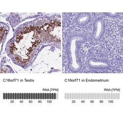Invitrogen C16orf71 Polyclonal Antibody 100 &mu;L; Unconjugated:Antibodies,