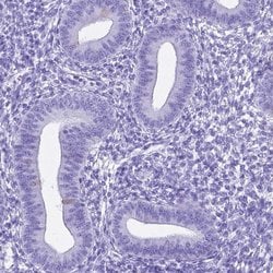 Invitrogen C16orf71 Polyclonal Antibody 100 &mu;L; Unconjugated:Antibodies,
