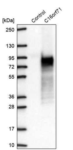 Invitrogen C16orf71 Polyclonal Antibody 100 &mu;L; Unconjugated:Antibodies,