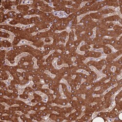 Invitrogen COQ5 Polyclonal Antibody 100 &mu;L; Unconjugated:Antibodies,