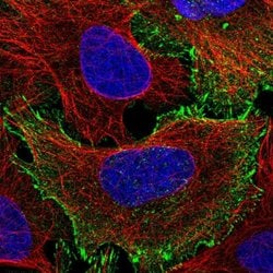 Invitrogen C19orf21 Polyclonal Antibody 100 &mu;L; Unconjugated:Antibodies,
