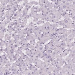 Invitrogen C19orf21 Polyclonal Antibody 100 &mu;L; Unconjugated:Antibodies,