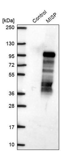 Invitrogen C19orf21 Polyclonal Antibody 100 &mu;L; Unconjugated:Antibodies,