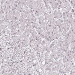 Invitrogen PCIF1 Polyclonal Antibody 100 &mu;L; Unconjugated:Antibodies,
