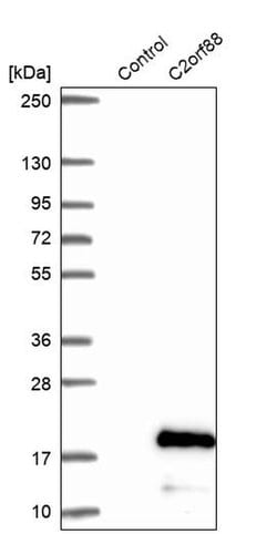 Invitrogen C2orf88 Polyclonal Antibody 100 &mu;L; Unconjugated:Antibodies,