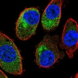 Invitrogen SLC35E4 Polyclonal Antibody 100 &mu;L; Unconjugated:Antibodies,
