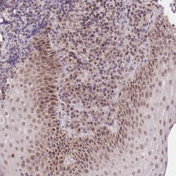 Invitrogen PUS10 Polyclonal Antibody 100 &mu;L; Unconjugated:Antibodies,