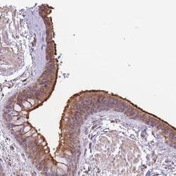 Invitrogen WRCH1 Polyclonal Antibody 100 &mu;L; Unconjugated:Antibodies,