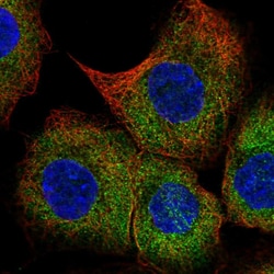 Invitrogen BAP29 Polyclonal Antibody 100 &mu;L; Unconjugated:Antibodies,