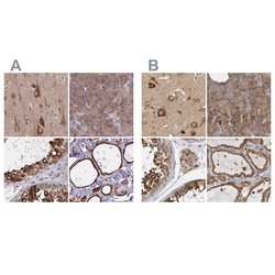 Invitrogen BAP29 Polyclonal Antibody 100 &mu;L; Unconjugated:Antibodies,