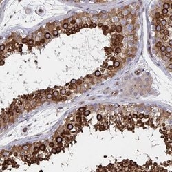 Invitrogen BAP29 Polyclonal Antibody 100 &mu;L; Unconjugated:Antibodies,