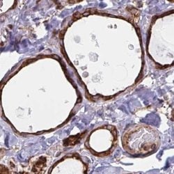 Invitrogen BAP29 Polyclonal Antibody 100 &mu;L; Unconjugated:Antibodies,