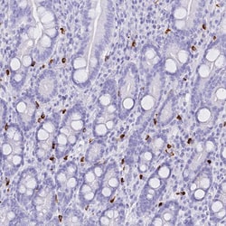 Invitrogen HERC1 Polyclonal Antibody 100 &mu;L; Unconjugated:Antibodies,