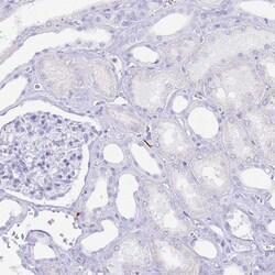 Invitrogen HERC1 Polyclonal Antibody 100 &mu;L; Unconjugated:Antibodies,