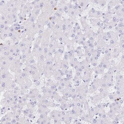 Invitrogen HERC1 Polyclonal Antibody 100 &mu;L; Unconjugated:Antibodies,