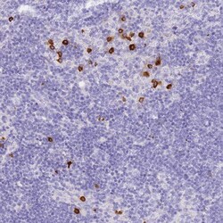 Invitrogen HERC1 Polyclonal Antibody 100 &mu;L; Unconjugated:Antibodies,